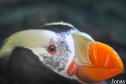 Aquarium of the Pacific