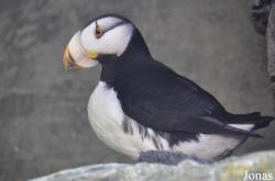 Aquarium of the Pacific