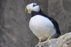 Aquarium of the Pacific