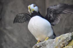 Aquarium of the Pacific