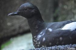 Cepphus columba