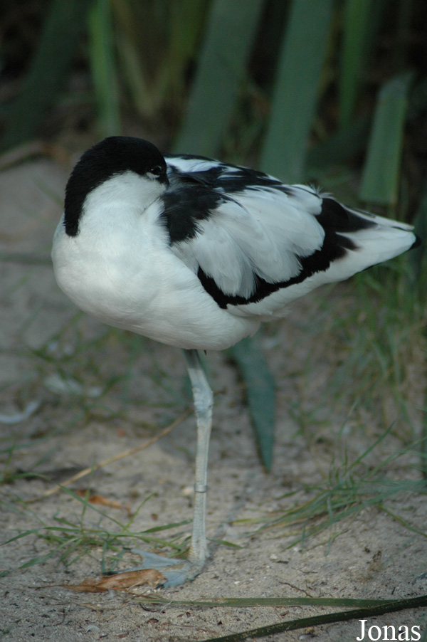 Erlebnis-Zoo Hannover