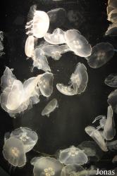 Aquarium of the Pacific