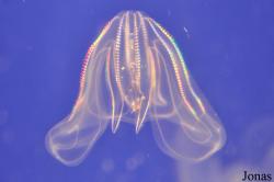Aquarium of the Pacific
