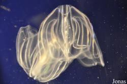 Aquarium of the Pacific