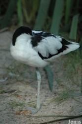 Erlebnis-Zoo Hannover