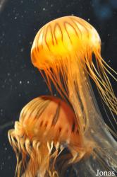 Chrysaora pacifica