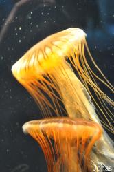 Aquarium of the Pacific