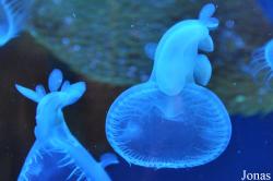 Nudibranchia