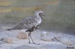 Aquarium of the Pacific