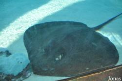 Aquarium of the Pacific