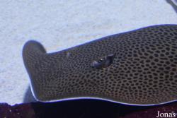 Himantura uarnak