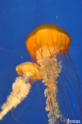 Aquarium of the Pacific