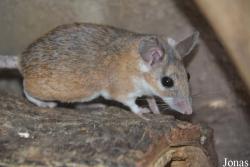 Acomys cahirinus