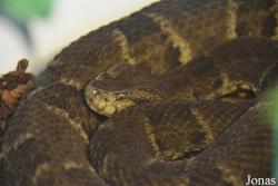 Bothrops jararaca