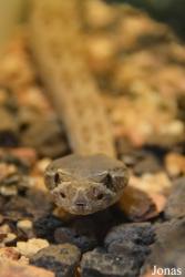 Crotalus oreganus abyssus
