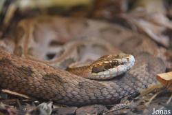 Schlangen Zoo Eschlikon
