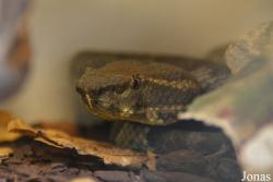 Schlangen Zoo Eschlikon