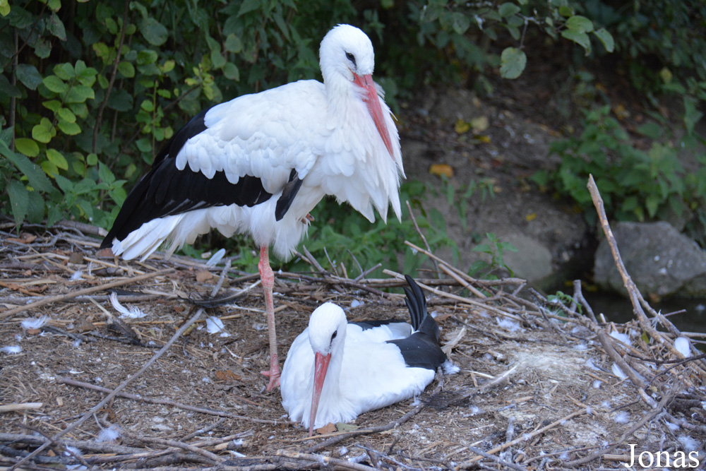 Zoo Zürich