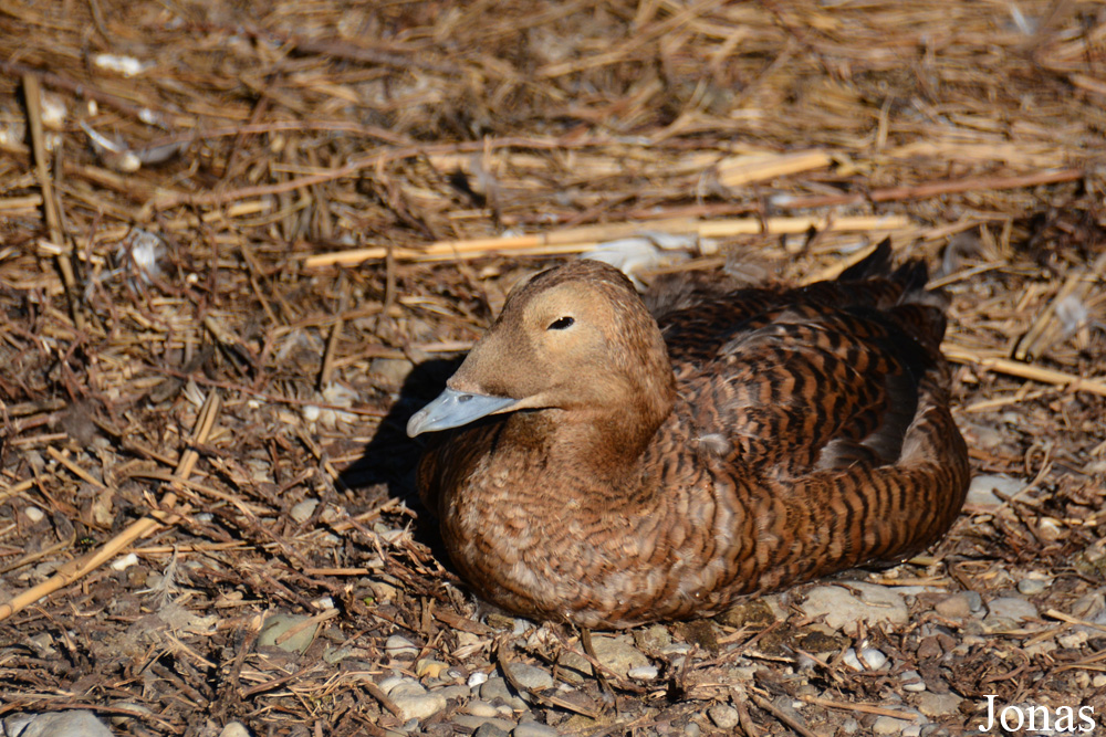 Zoo Zürich