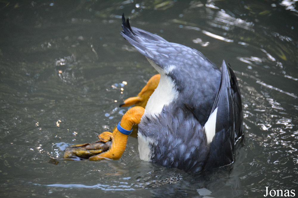 Zoo Zürich