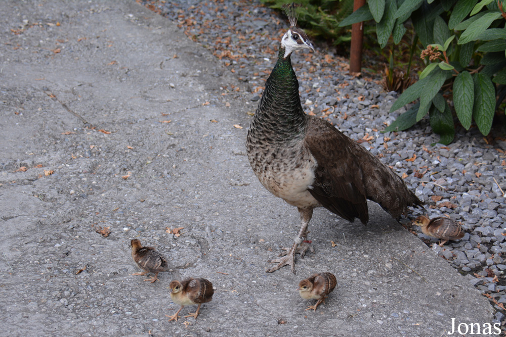 Zoo Zürich