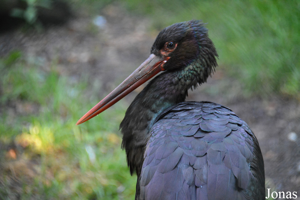 Zoo Zürich