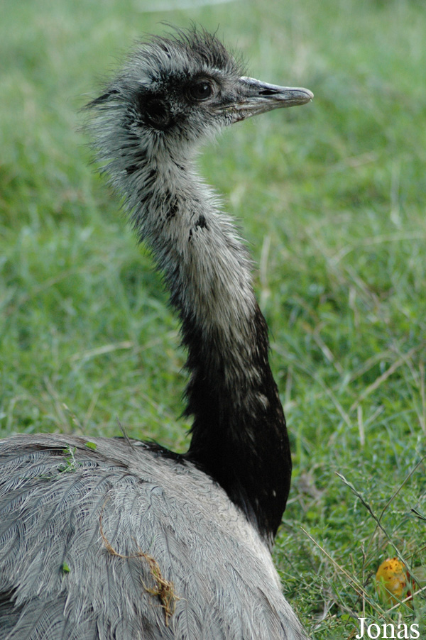 Wildpark Völlinghausen