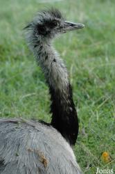 Wildpark Völlinghausen