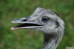 Rhea americana