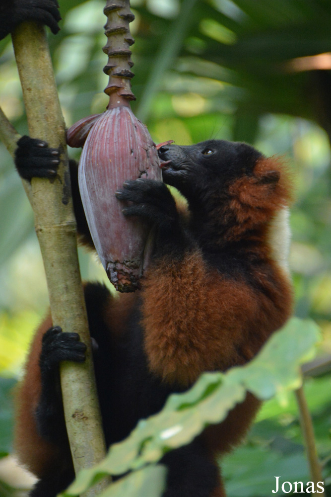 Zoo Zürich