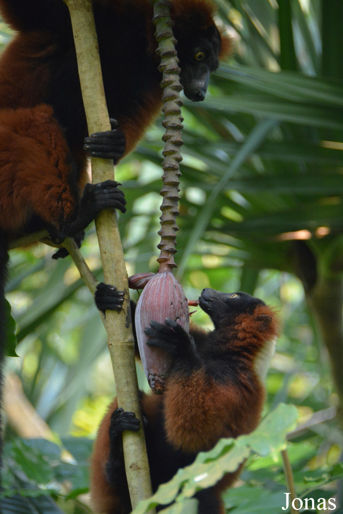 Zoo Zürich