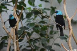 Tangara cyanicollis