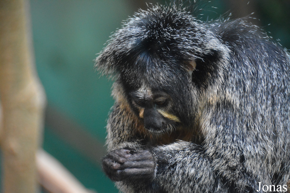 Zoo Zürich