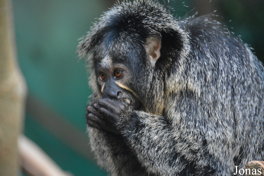 Zoo Zürich