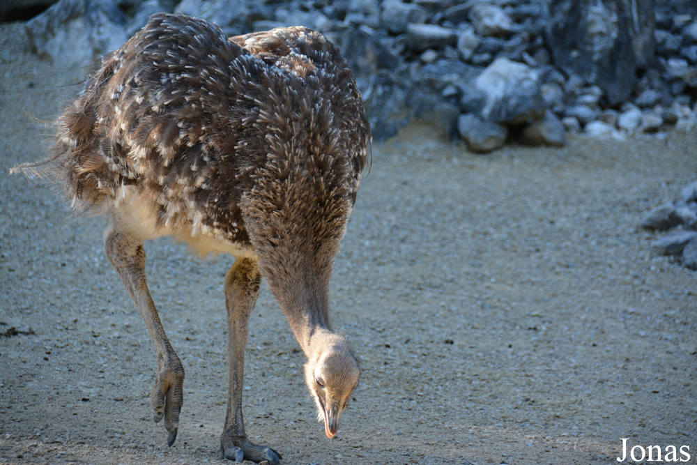 Zoo Zürich