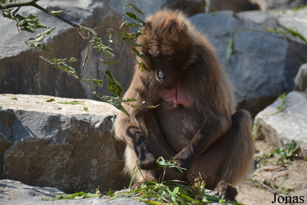 Zoo Zürich