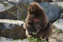 Zoo Zürich