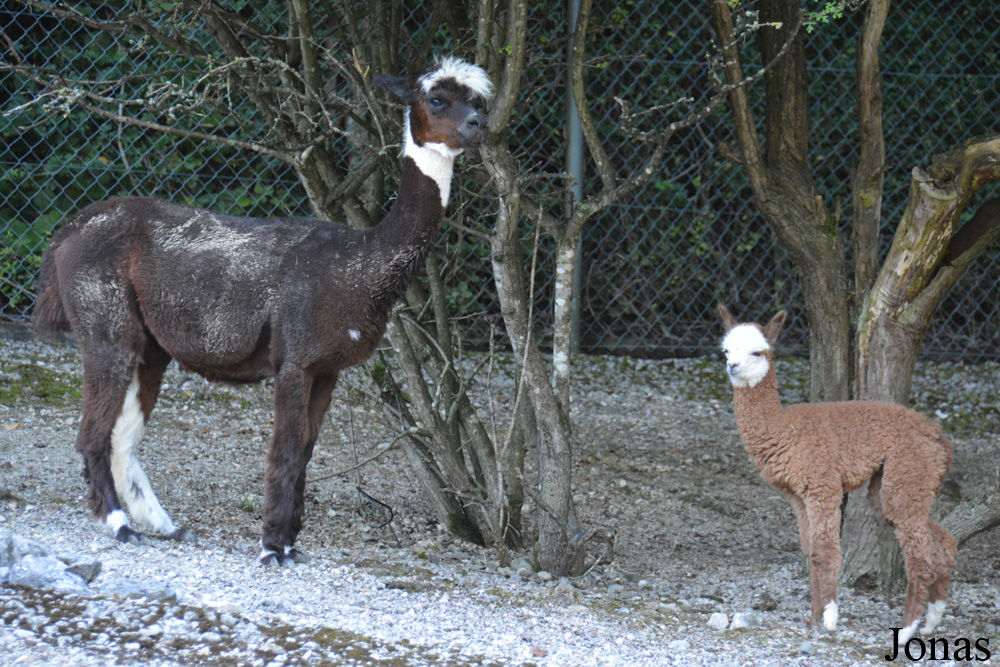 Zoo Zürich