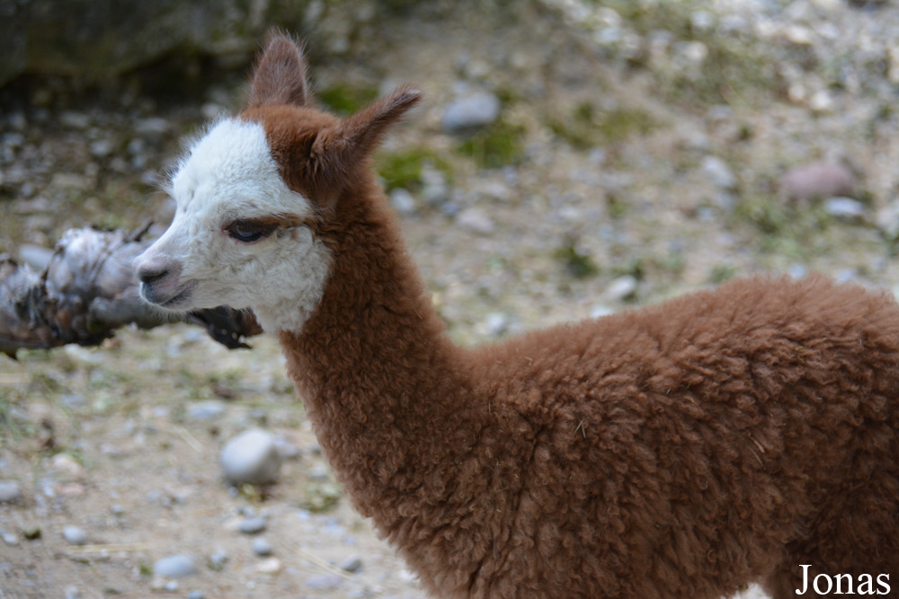 Zoo Zürich