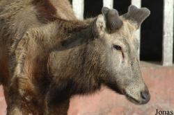 Cervidae