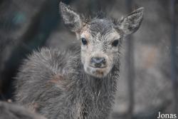 Cervus elaphus maral
