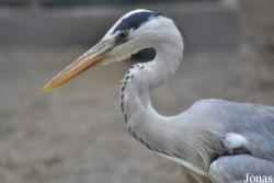 Ardea cinerea jouyi