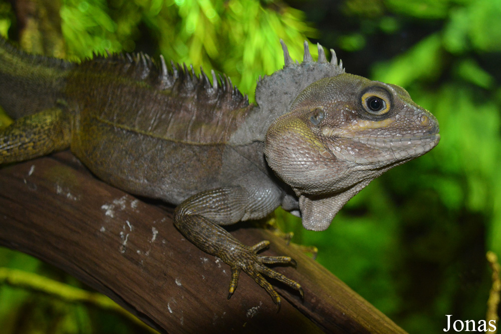 Dublin Zoo