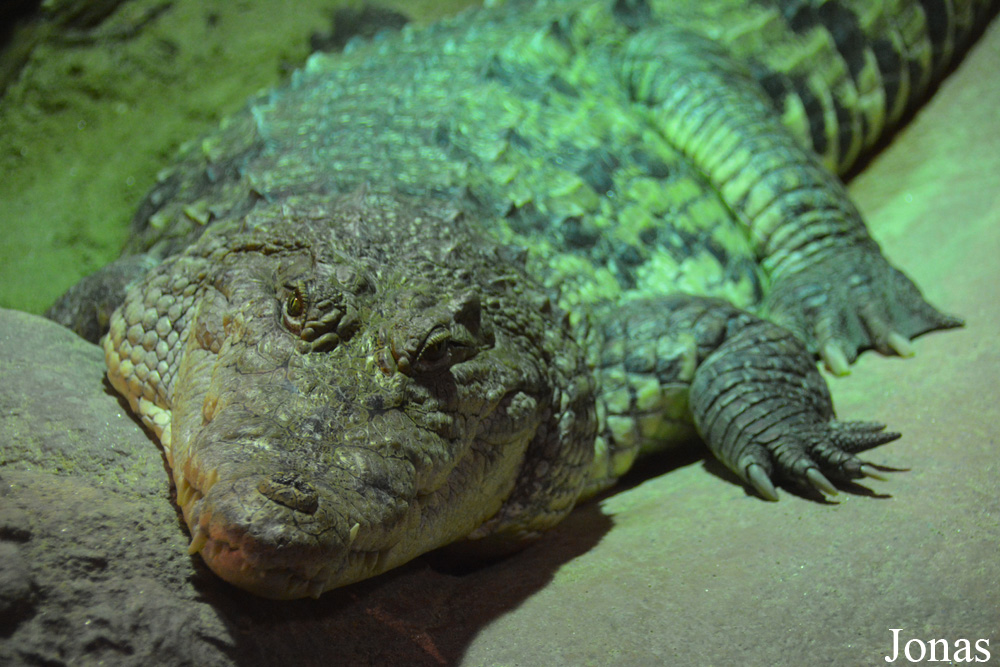Dublin Zoo