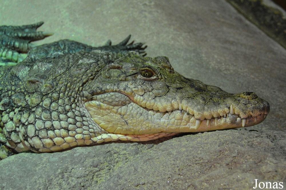 Dublin Zoo