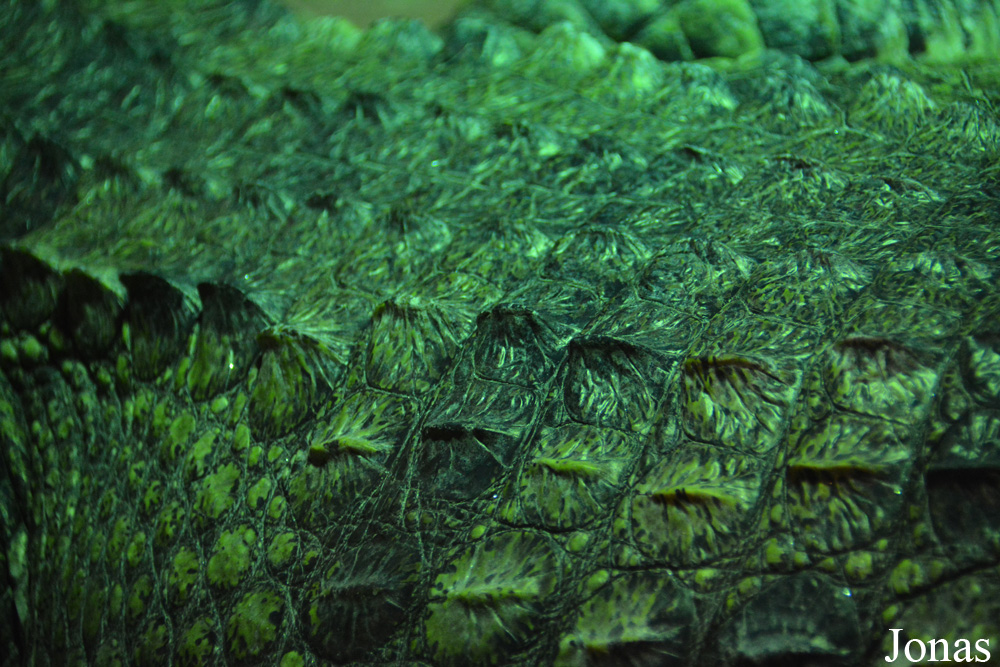 Dublin Zoo