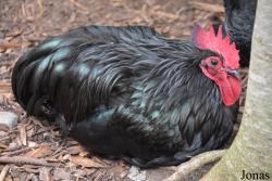 Poule Australorp