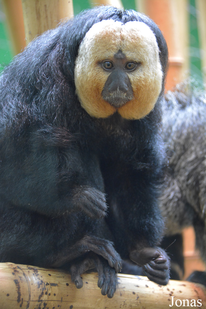 Dublin Zoo