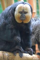 Dublin Zoo